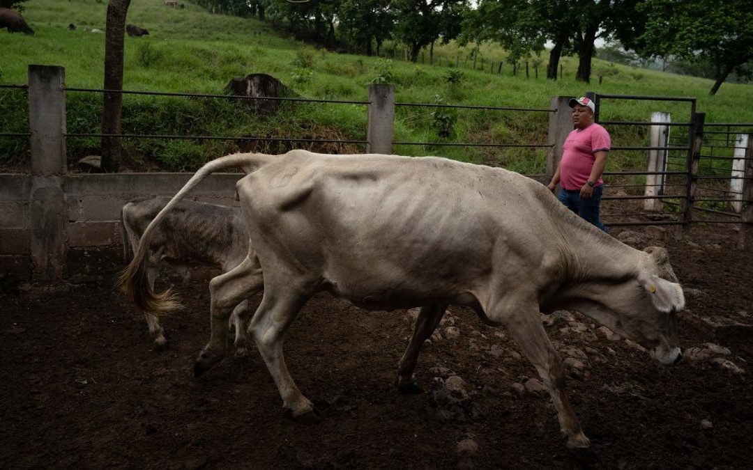 Oaxaca refuerza la vigilancia sanitaria ante casos de gusano barrenador en humanos