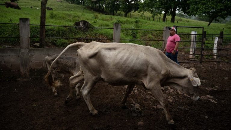 Oaxaca refuerza la vigilancia sanitaria ante casos de gusano barrenador en humanos