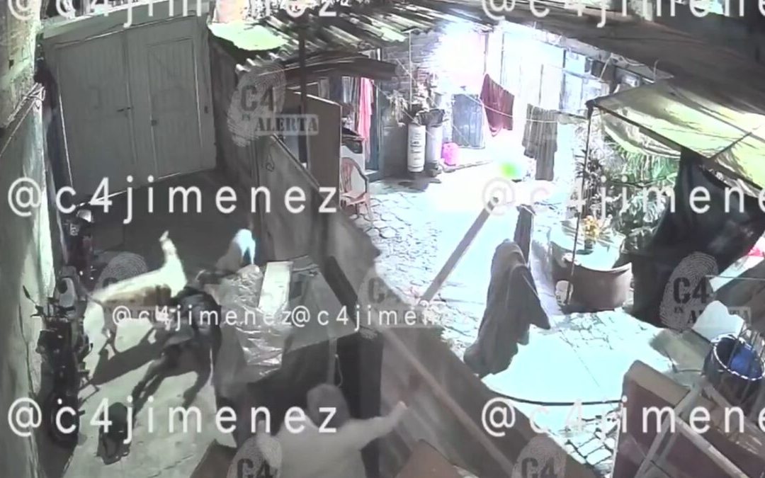 Ataque de perros en Tláhuac: Ana sufre lesiones graves por tres pitbulls