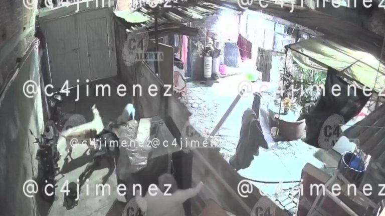 Ataque de perros en Tláhuac: Ana sufre lesiones graves por tres pitbulls