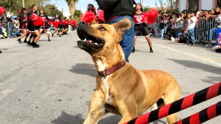¡Ayuda! Localizan a Toño, el famoso perro bailarín de San Pedro