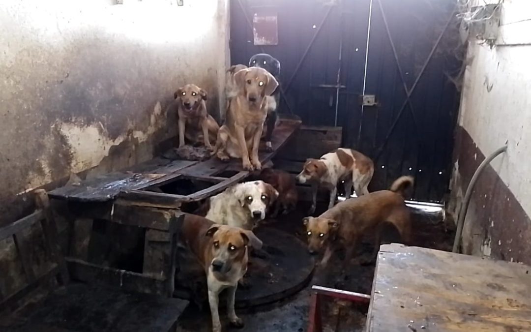 Tlaquepaque Aumenta Sanciones por Maltrato Animal: Prohibidas las Cortes de Orejas y Cola