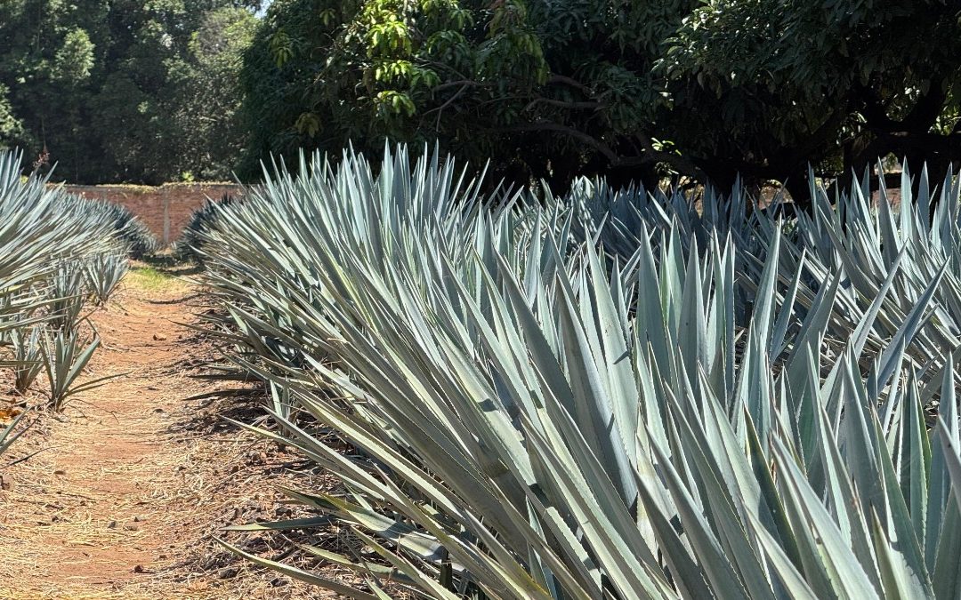 Pueblos Mágicos 2023: Impulsando el Turismo en Jalisco para el Cierre de Año