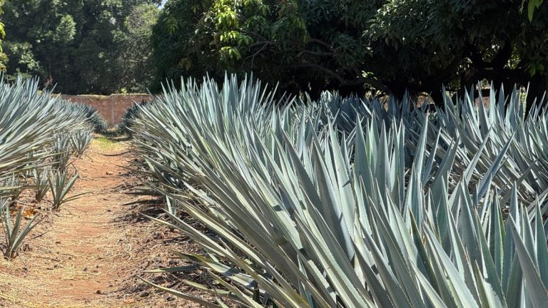 Pueblos Mágicos 2023: Impulsando el Turismo en Jalisco para el Cierre de Año