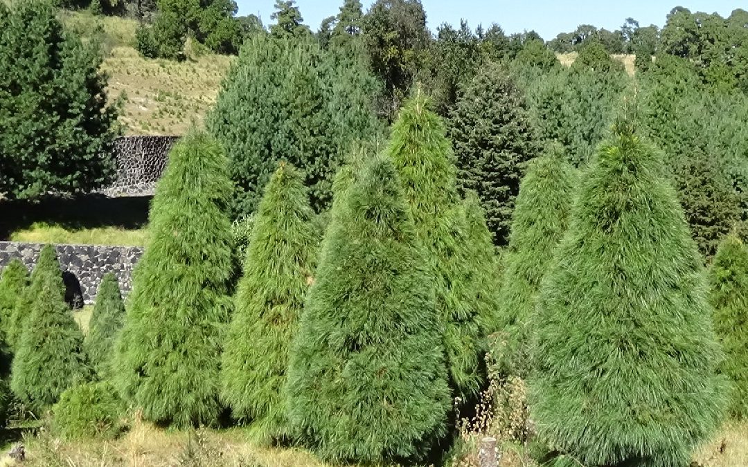 Descubre los Mejores Árboles de Navidad Naturales en Querétaro 2025: Ubicación y Precios