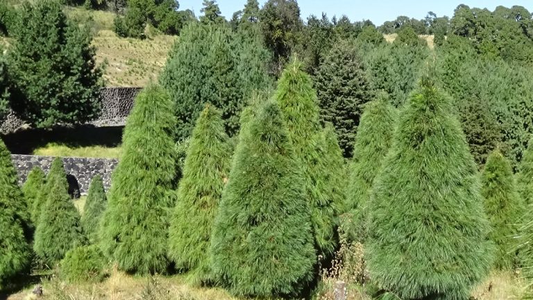 Descubre los Mejores Árboles de Navidad Naturales en Querétaro 2025: Ubicación y Precios