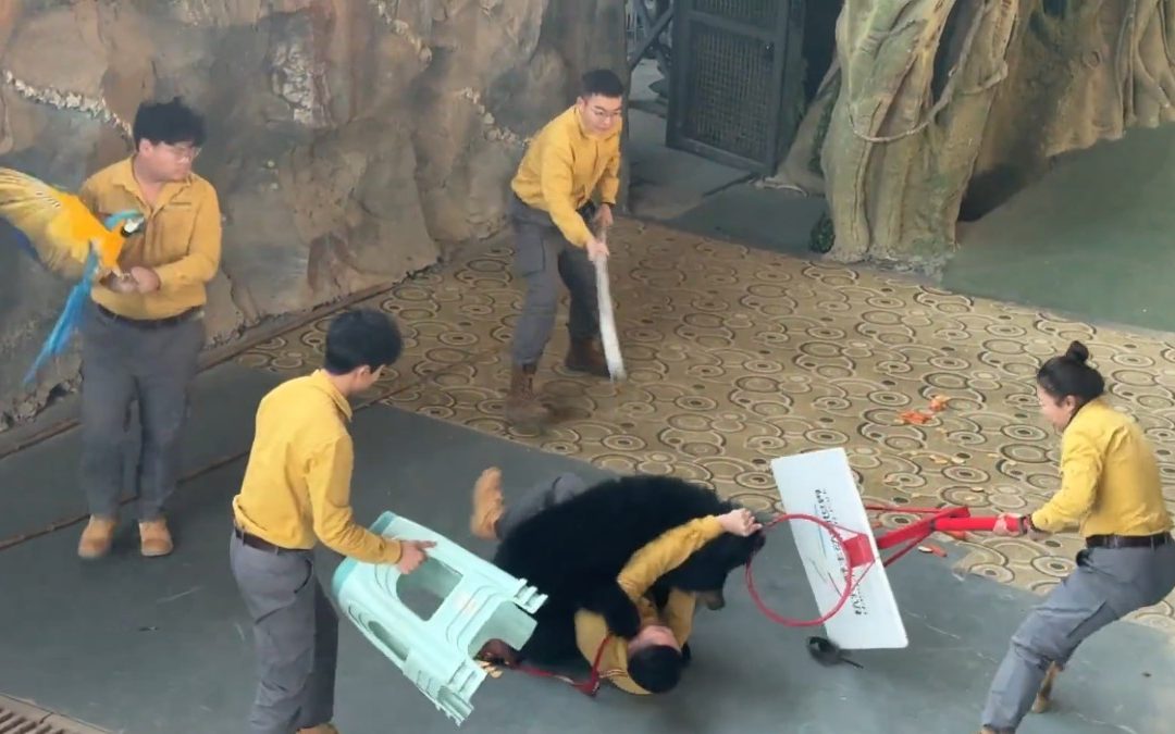 Oso negro ataca a su cuidador en el zoológico de Aspen; espectáculo en safari cancelado de forma definitiva