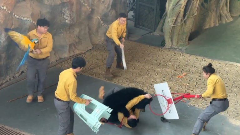 Oso negro ataca a su cuidador en el zoológico de Aspen; espectáculo en safari cancelado de forma definitiva