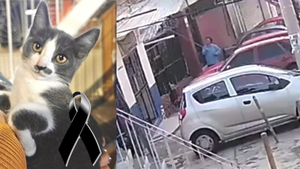 Gerónimo N: La Muerte del Gatito Gary en Guanajuato y su Proceso Penal