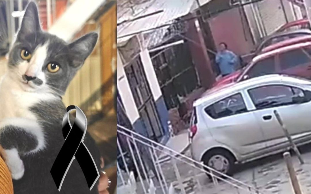 Gerónimo N: La Muerte del Gatito Gary en Guanajuato y su Proceso Penal