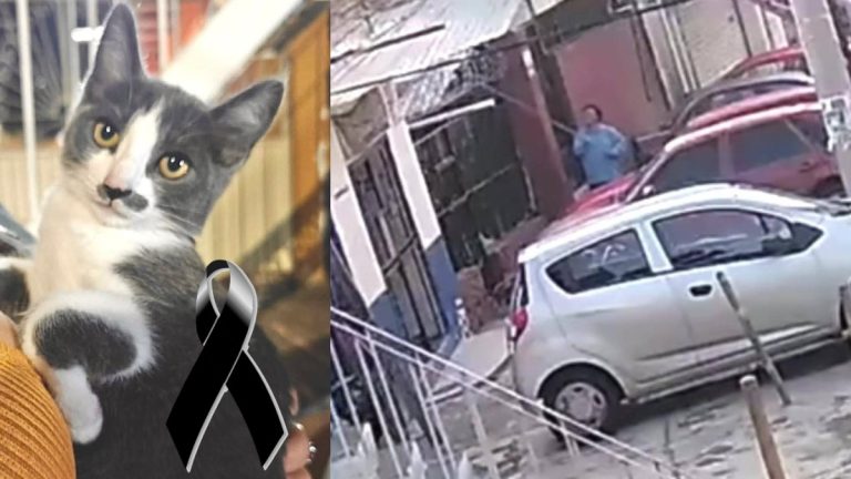 Gerónimo N: La Muerte del Gatito Gary en Guanajuato y su Proceso Penal