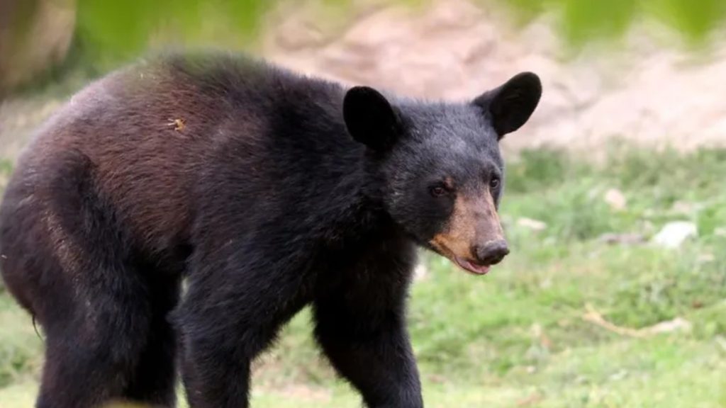Ataque de Oso a Cuidador en Show Animal Desata Debate en Redes Sociales