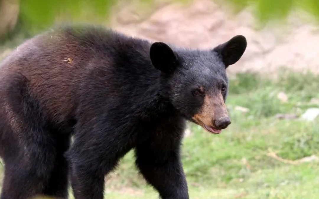 Ataque de Oso a Cuidador en Show Animal Desata Debate en Redes Sociales