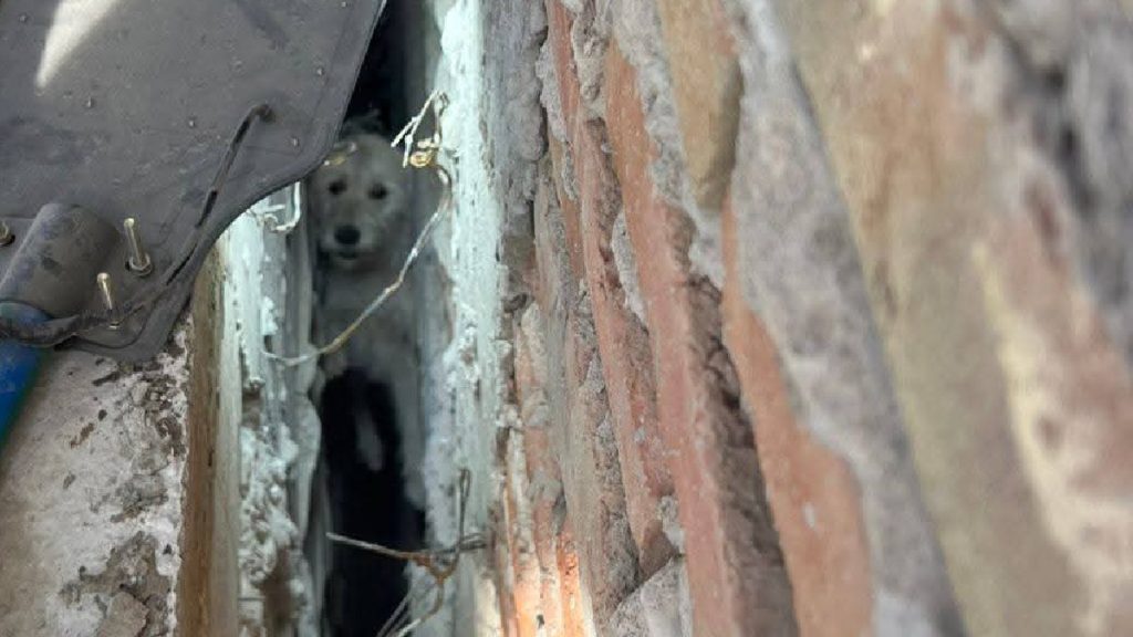 Rescate Heroico: Bomberos Salvan a Perrito Atrapado en Zanja de Construcción en San Pedro