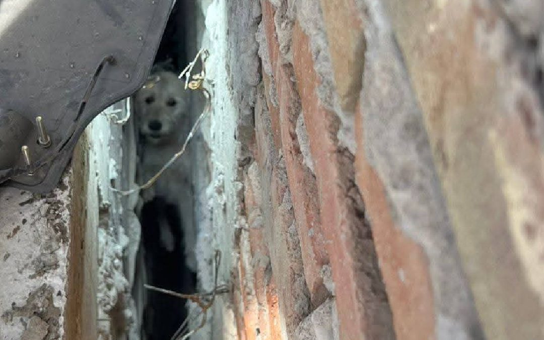 Rescate Heroico: Bomberos Salvan a Perrito Atrapado en Zanja de Construcción en San Pedro