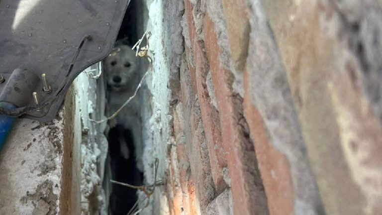 Rescate Heroico: Bomberos Salvan a Perrito Atrapado en Zanja de Construcción en San Pedro