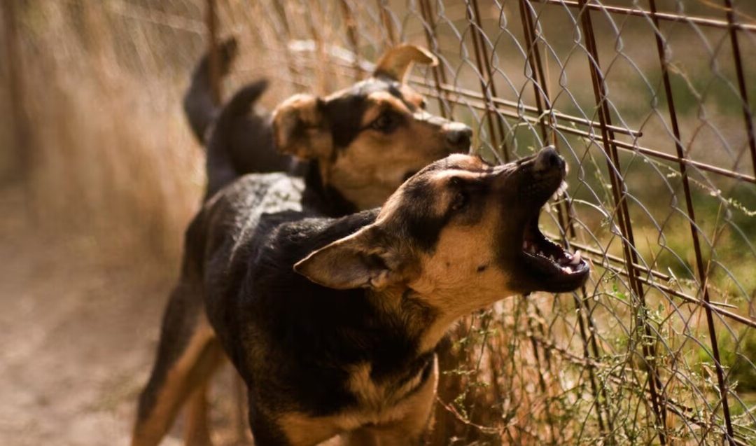 Perros agresivos matan a niño de 3 años en Michoacán: madre vinculada a homicidio por omisión