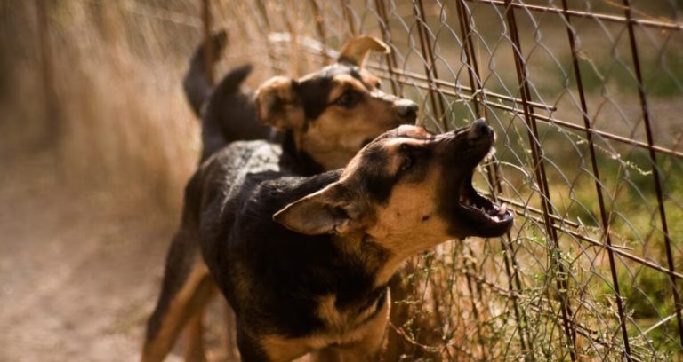 Perros agresivos matan a niño de 3 años en Michoacán: madre vinculada a homicidio por omisión