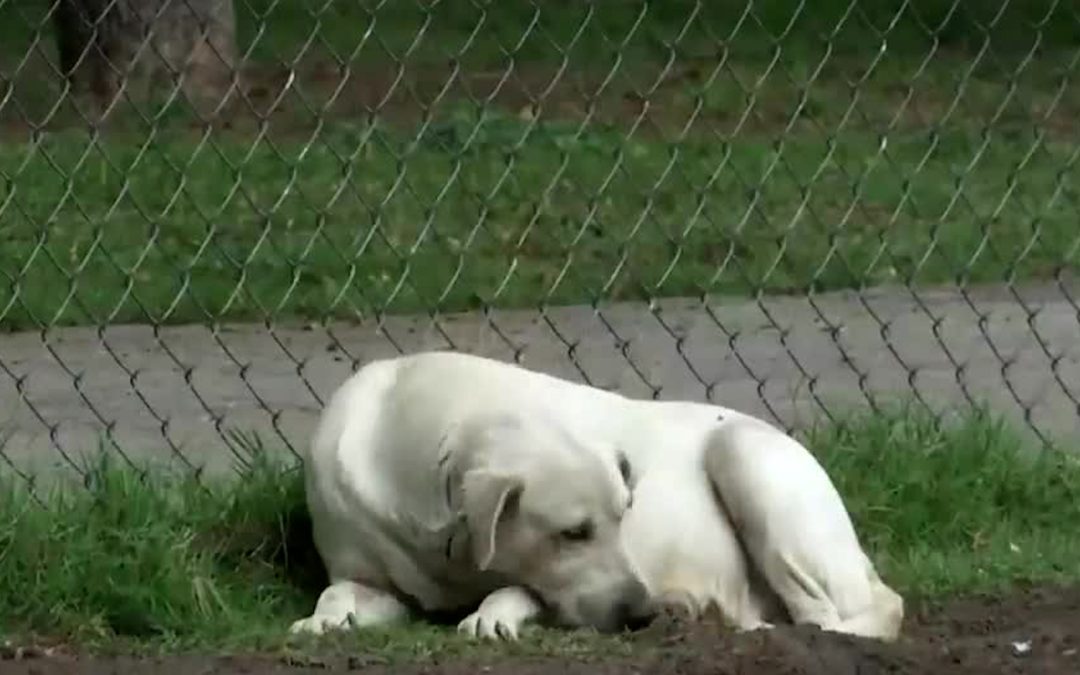 Guanajuato Establece Récord en Denuncias por Maltrato Animal: Hasta 14 al Mes