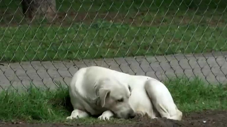 Guanajuato Establece Récord en Denuncias por Maltrato Animal: Hasta 14 al Mes