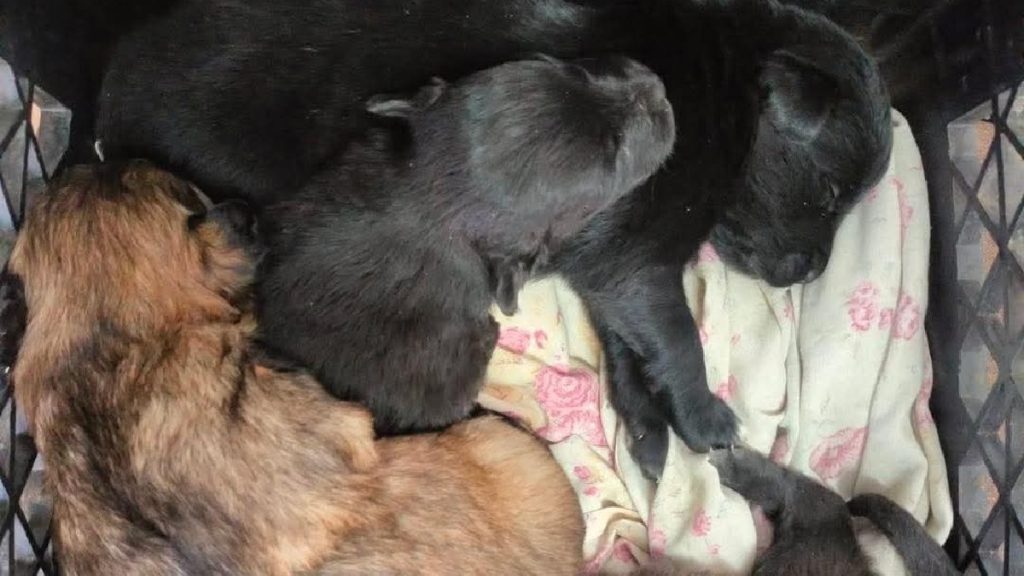 Cachorros Abandonados en Estación de Bomberos Colón: ¡Únete a la Adopción Responsable!