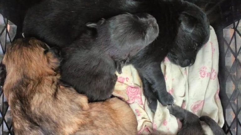 Cachorros Abandonados en Estación de Bomberos Colón: ¡Únete a la Adopción Responsable!