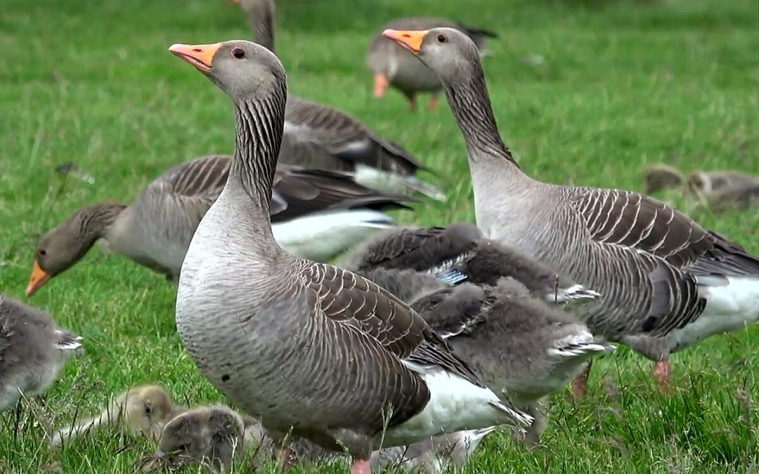Salina emite alerta sanitaria por casos de gripe aviar en gansos locales