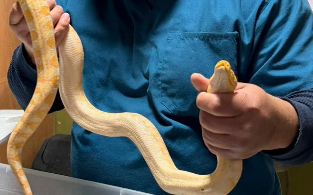 Rescate y Devolución de Pitón a Hombre en Gómez Palacio: Un Acto de Cuidado Animal