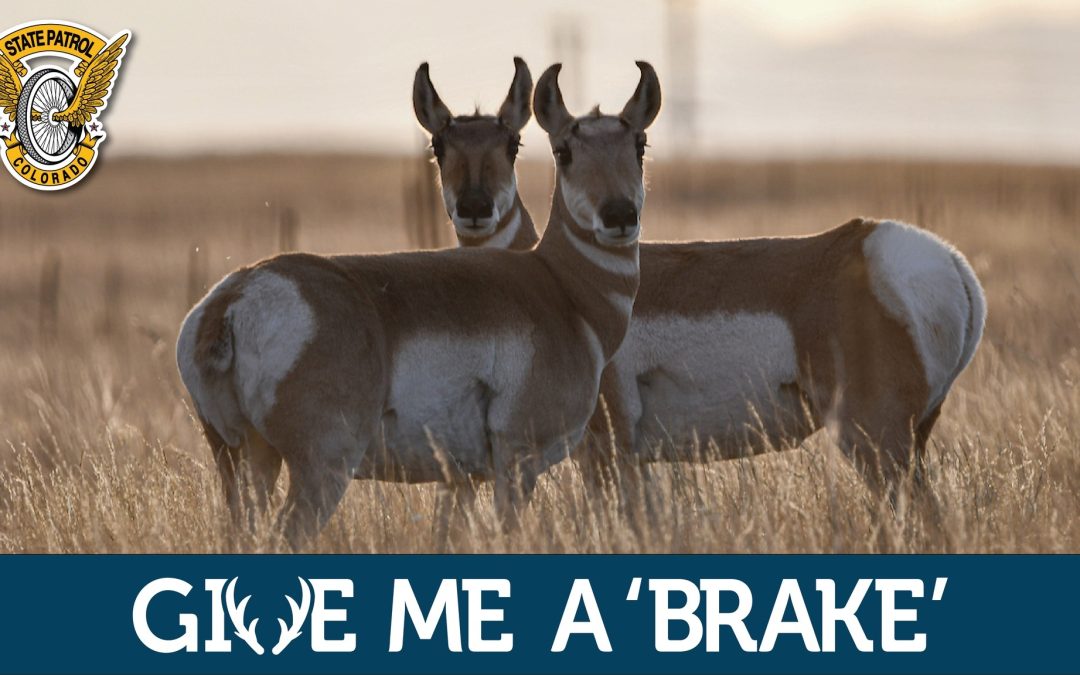 Aumento Alarmante de Choques con Animales en Colorado: Consejos de la Patrulla Estatal