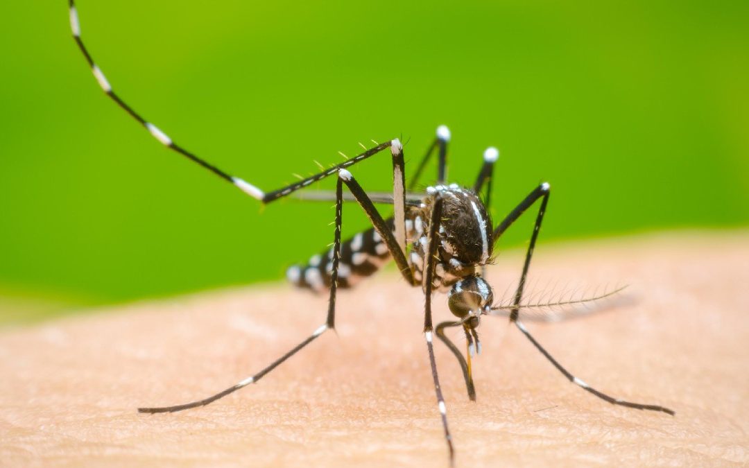 Dengue en Jalisco: ¿Aumentan o Disminuyen los Casos en Tercer Lugar Nacional?