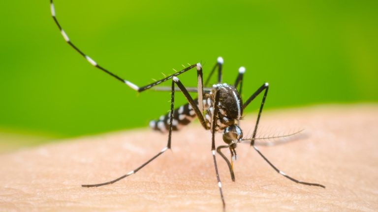 Dengue en Jalisco: ¿Aumentan o Disminuyen los Casos en Tercer Lugar Nacional?