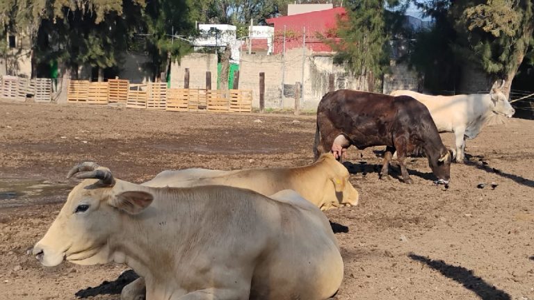 Garrapatas y Plagas: Alarma por Foco de Infección en Tres Pinos, Tlaquepaque
