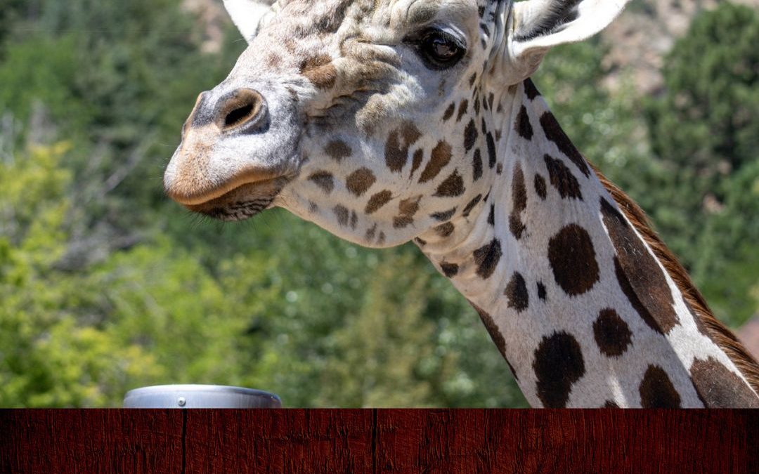 El Cheyenne Mountain Zoo Lamenta la Pérdida de Khalid, Su Querida Jirafa de 17 Años