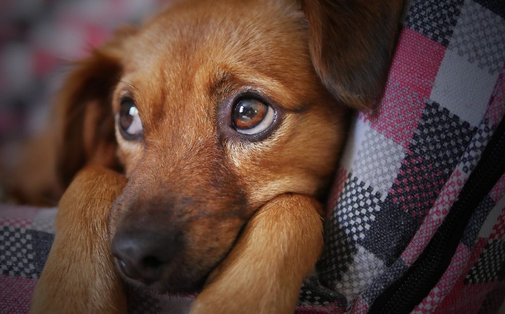 Recomendaciones para el Cuidado de Mascotas en Navidad en Nuevo León