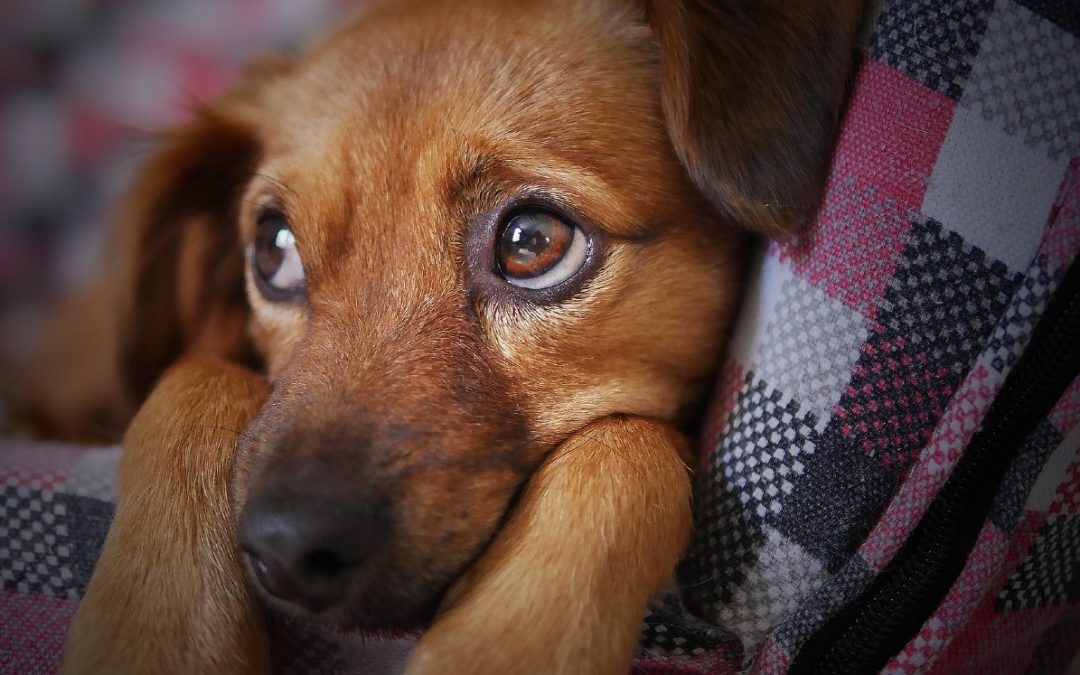Recomendaciones para el Cuidado de Mascotas en Navidad en Nuevo León