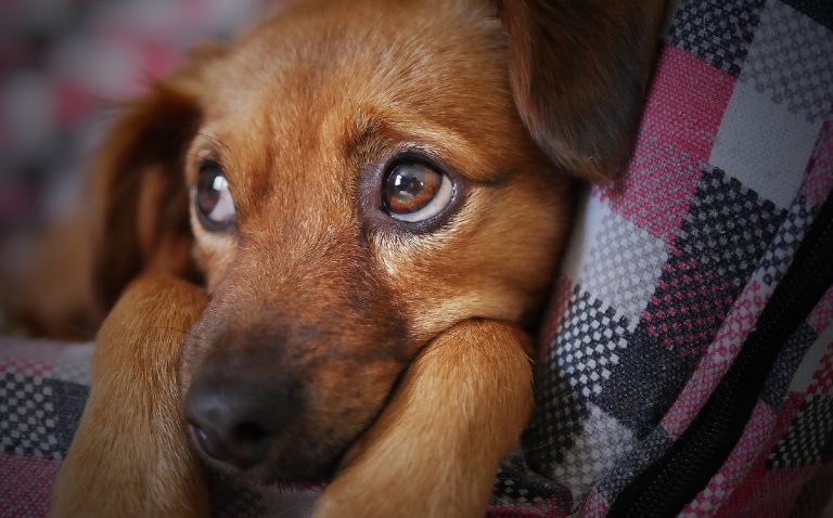 Recomendaciones para el Cuidado de Mascotas en Navidad en Nuevo León