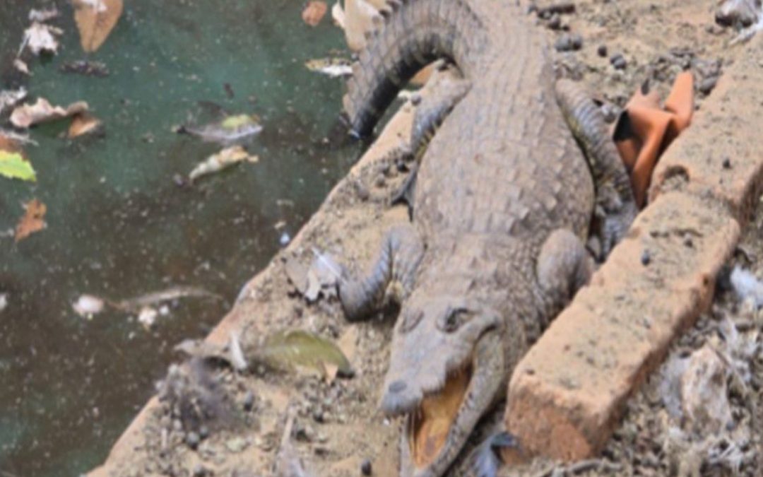 FGR Descubre Arsenal y Más en Operativo en Arandas, Jalisco