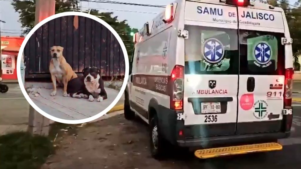 Guadalajara: Hombre Atacado Brutalmente por Perros Agresivos; Comunidad Exige Responsabilidad al Dueño