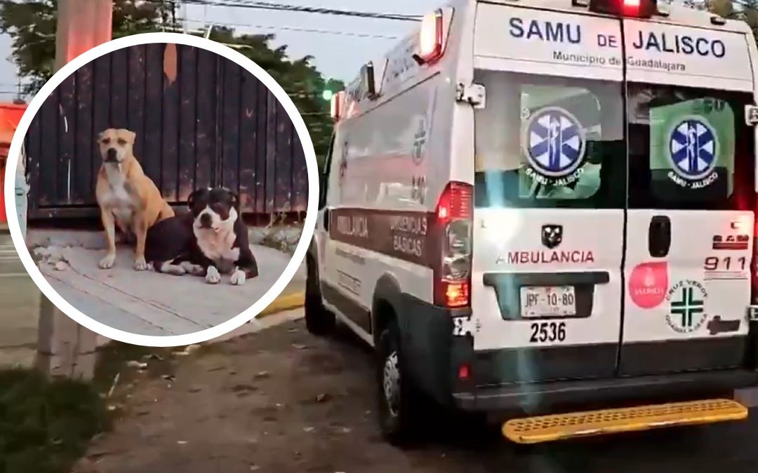 Guadalajara: Hombre Atacado Brutalmente por Perros Agresivos; Comunidad Exige Responsabilidad al Dueño