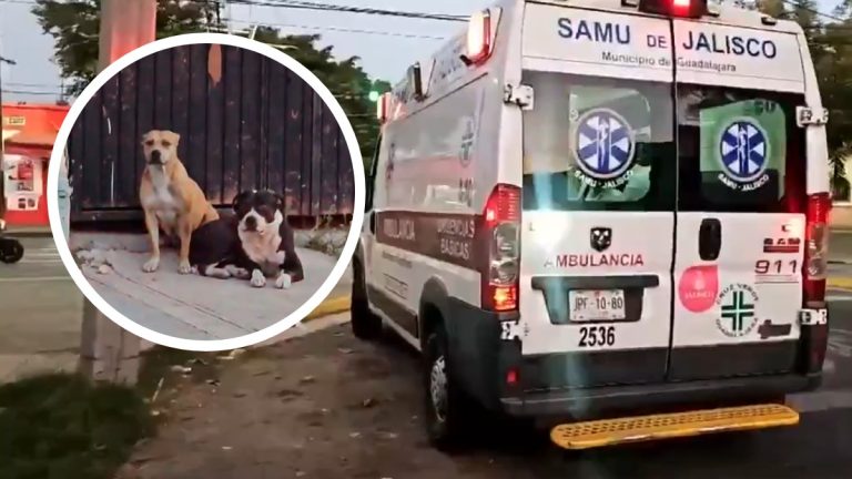Guadalajara: Hombre Atacado Brutalmente por Perros Agresivos; Comunidad Exige Responsabilidad al Dueño
