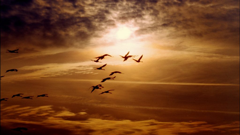 Gripe Aviar en Colorado: Aumento del Riesgo Durante la Migración Invernal de Aves