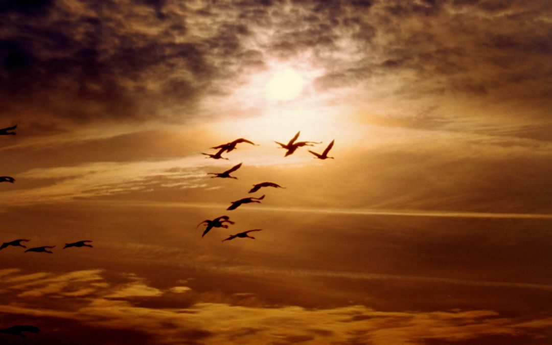 Gripe Aviar en Colorado: Aumento del Riesgo Durante la Migración Invernal de Aves