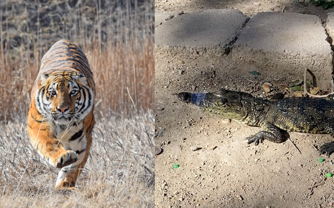 Líder de tráfico de fentanilo en Albuquerque condenado a 17 años de prisión
