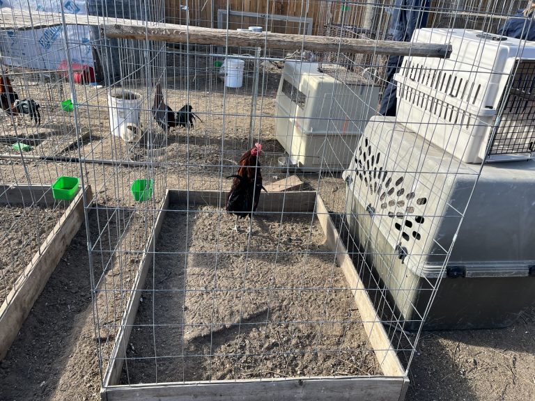 Decomiso de 77 aves entrenadas para peleas de gallos en Commerce City