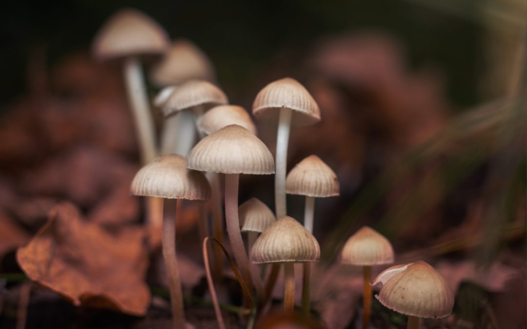 Alerta en San Diego: Peligro de Hongos Venenosos y la Amenaza de la Amatoxina