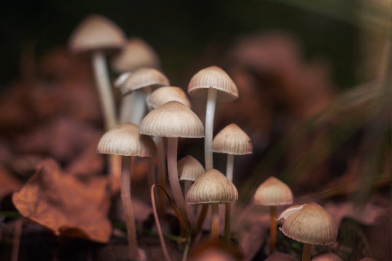Alerta en San Diego: Peligro de Hongos Venenosos y la Amenaza de la Amatoxina