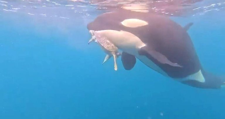 Orcas Devoran una Tortuga Marina: Impactante Video Captado por Pescadores en Colima