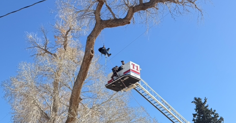 Rescate de Bomberos en Las Cruces: Trabajador Atrapado en un Árbol