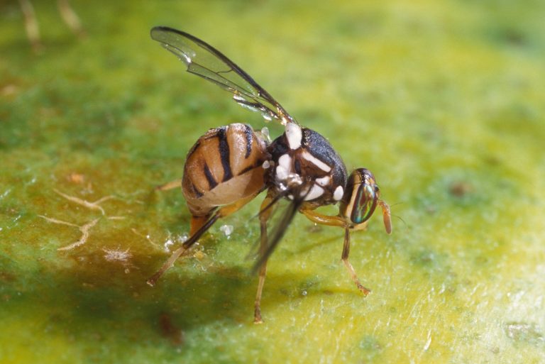La Mosca Oriental de la Fruta: Una Amenaza para la Agricultura en California