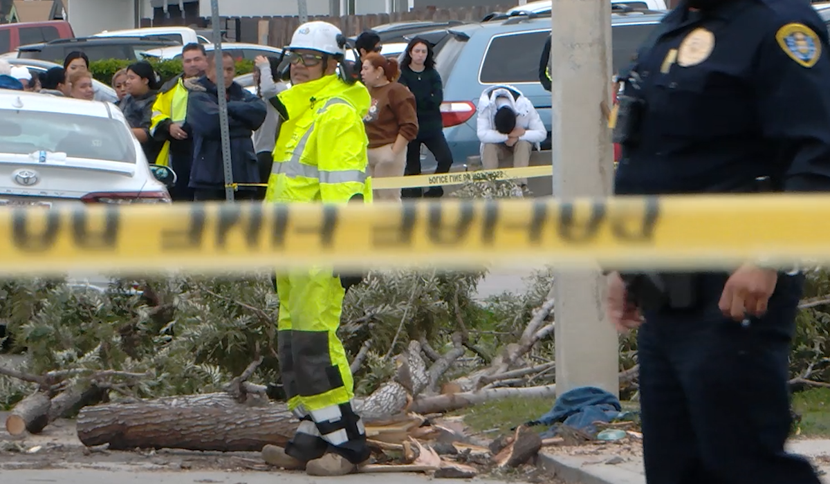 Nochebuena de Luto: Muerte Trágica por Caída de Árbol en San Diego